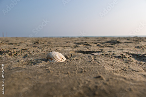 Seashell on a Tranquil Beach. cox's bazar, bay of bengal, Bangladesh
