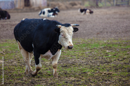 Close-up of a black and white cow with a white muzzle against the background of a herd.