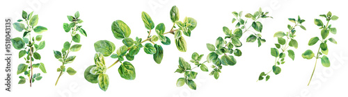 Set of fresh herb, green marjoram in watercolor style isolated on a transparent background.