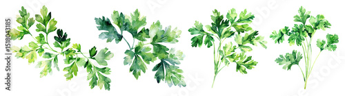 Set of fresh herb, green parsley in watercolor style isolated on a transparent background.