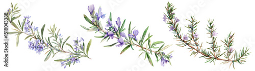 Set of fresh herb, rosemary branches with purple flowers in watercolor style isolated on a transparent background.