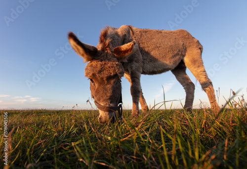 A grey donkey grazes in a meadow against the backdrop of a blue sky.