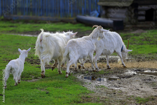 White goats graze on a green meadow in a pasture.