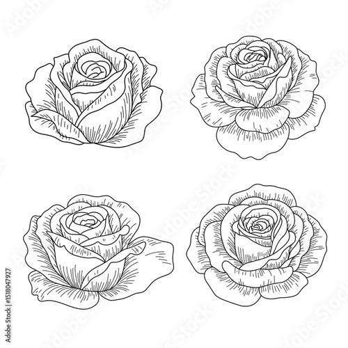 Set of Vintage Rose Outline. Hand Drawn Botanical Floral Vector Illustration.