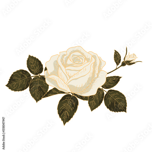 Vintage White Rose with Leaves. Hand Drawn Botanical Floral Vector Illustration.