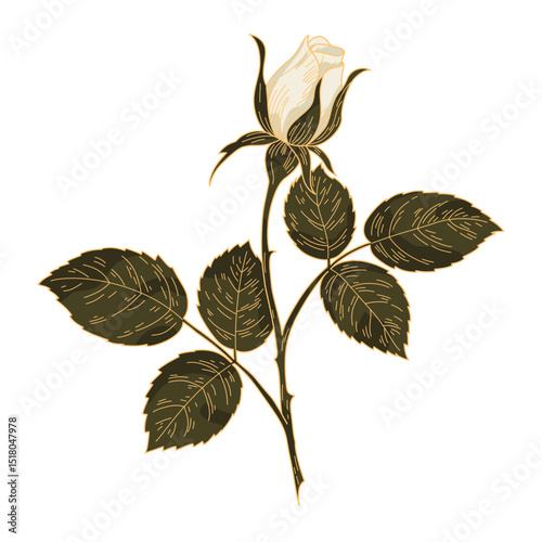Vintage White Rose Bud with Leaves. Hand Drawn Botanical Floral Vector Illustration.