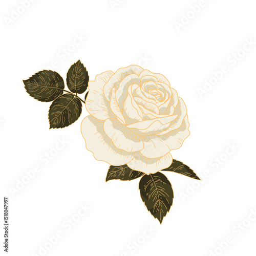 Vintage White Rose with Leaves. Hand Drawn Botanical Floral Vector Illustration.