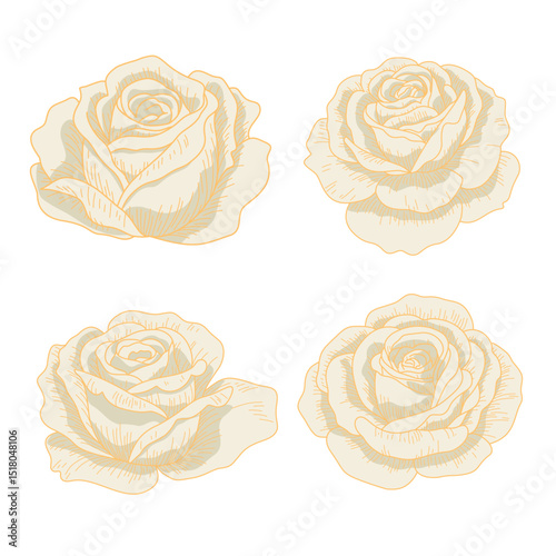 Set of Vintage White Rose. Hand Drawn Botanical Floral Vector Illustration.