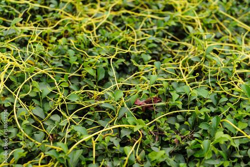 close up of dodder or amarbel