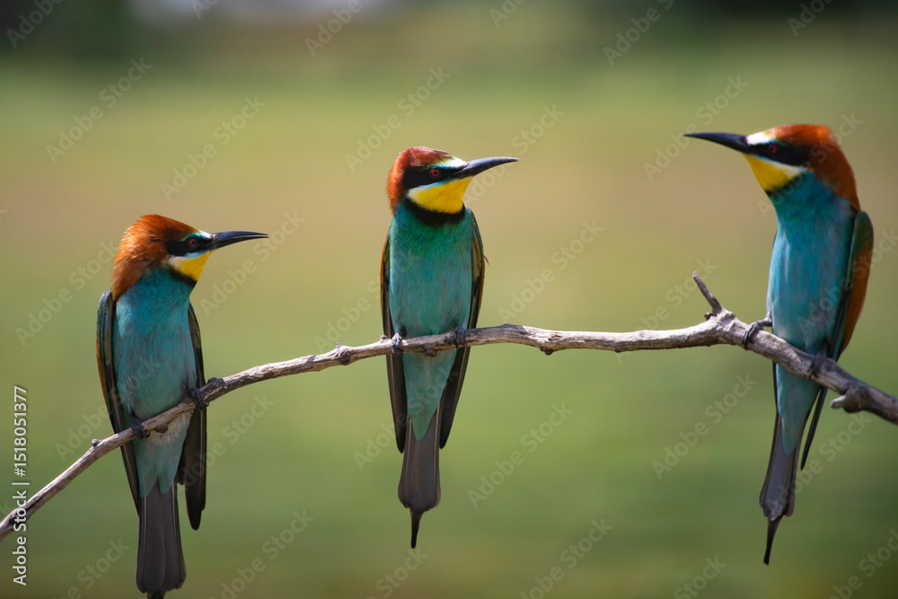 Fototapeta premium European bee eater, Merops apiaster. Common bee-eater. Close-up