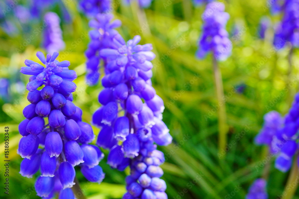 春の公園の花壇に咲く紫色のムスカリ。 春の公園の花壇に咲く紫色のムスカリ。
