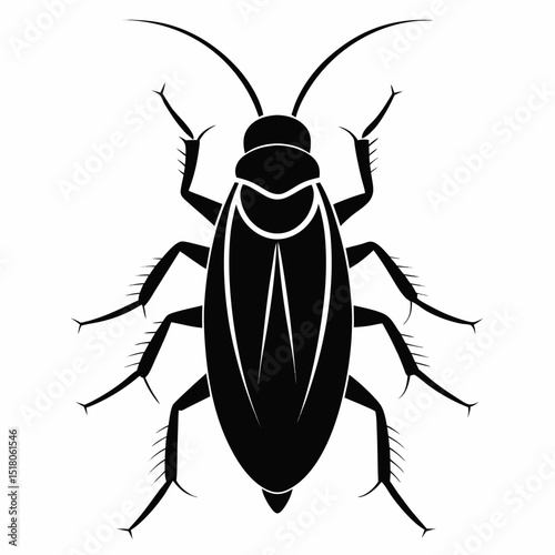 black beetle isolated on white background