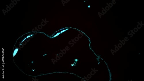 Exploring the Cosmic Wonders of Celestial Bodies in the Enveloping Darkness of Space