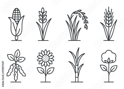Grain and crop set. linear agriculture icons. corn, wheat, rice, sunflower vector icons.