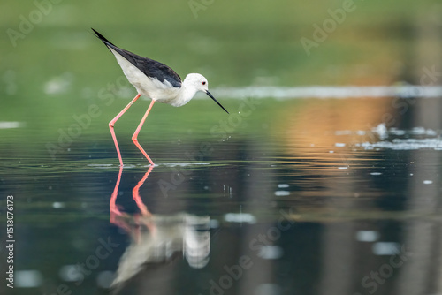 black winged stilt in paddy field