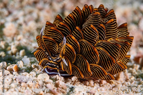 Foto pretty nudibranch