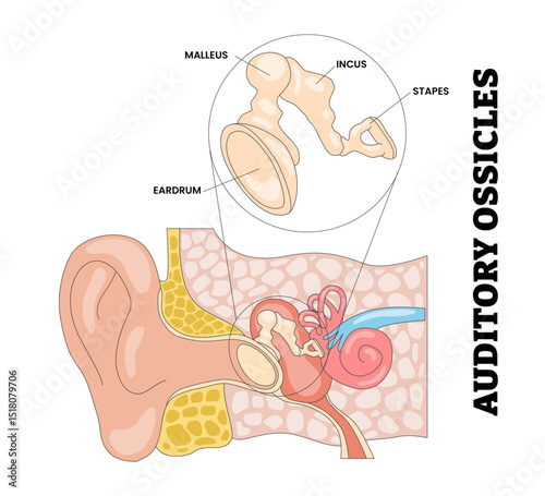 Auditory Ossicles Ear Canal Structure Anatomy, Educational Medical Poster Design Healthcare Scheme, Labeled Sound Transmission, Malleus, Incus, Stapes, Eardrum. Vector Illustration.