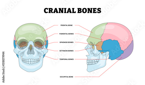 Cranial Bones Structure Diagram with Front and Side View, Educational Medical Poster Design Healthcare Scheme, Labeled Frontal, Parietal, Sphenoid, Ethmoid, Temporal, Occipital. Vector Illustration.