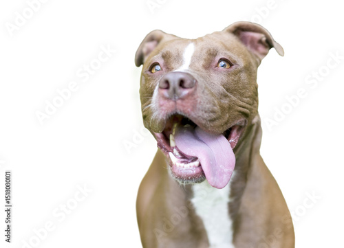 Foto A Pit Bull Terrier mixed breed dog panting
