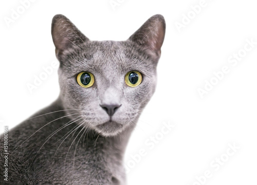 A gray shorthair cat with large yellow eyes and dilated pupils