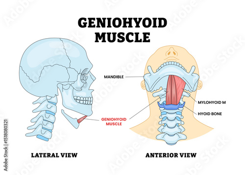 Geniohyoid Muscle Bone Skull Head Anatomy Structure Diagram with Lateral and Anterior View, Educational Medical Poster Design Healthcare Scheme, Labeled Mandible Role in Neck and Mouth Structure.