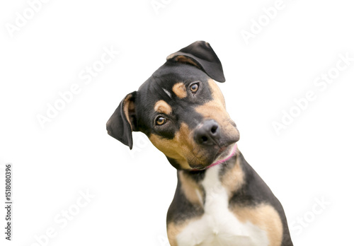 A tricolor mixed breed dog listening intently