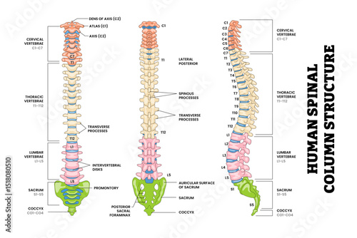 Human Lumbar Spine Spinal Column Structure Anatomy Diagram Back, Front, Side View, Educational Medical Poster Design Healthcare Scheme, Labeled Spine, Cervical, Thoracic, Lumbar, Sacrum, Coccyx.