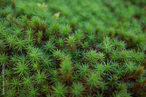 Close-Up of Green Fresh Moss in Natural Forest Environment