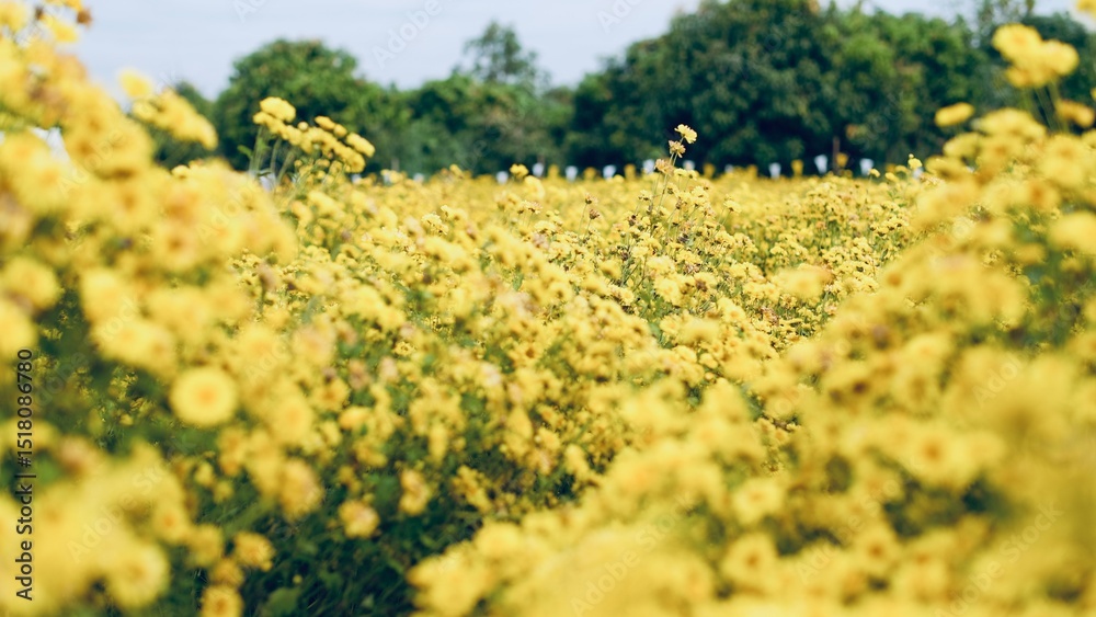 Obraz premium Selective focus yellow chrysanthemum flowers blooming in the field