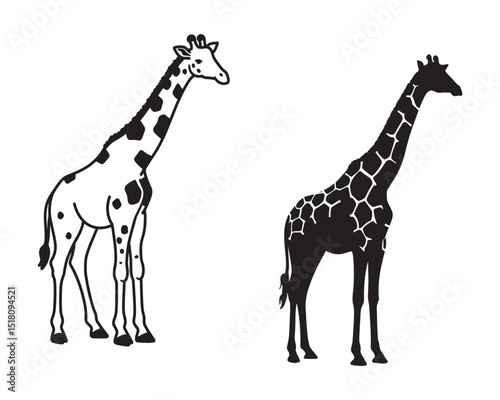 girraf vector image, Girraf silhouette vector illustration style on a white background, Girraf silhouette vector illustration style on a white background, Girraf silhouette vector illustration style