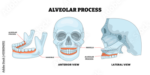 Alveolar Process Human Skull Anatomy Structure Diagram with Anterior, Posterior and Lateral View, Educational Medical Poster Design Healthcare Scheme, Labeled Mandible, Maxilla.