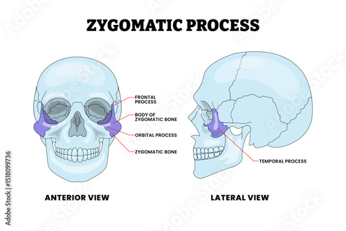 Zygomatic Process Arch Bone Human Skull Bone Structure Anatomy Diagram with Anterior and Posterior View, Educational Medical Poster Design Healthcare Scheme, Labeled Mandible, Jaw, Palate, Arch.
