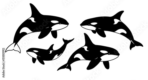Four Black and White Orcas in Various Poses