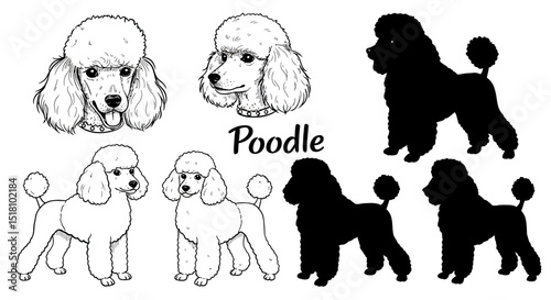 Poodle Illustrations Line Art and Silhouettes of Standard Poodles