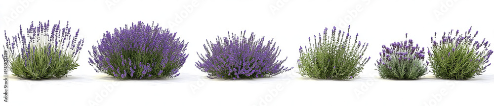 Fototapeta premium set of Lavender plants , against a transparent background, in a cutout format