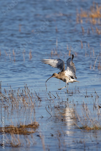 Curlew (Numenius arquata) appearing to walk on water as it takes flight from wetland, marsh habitat. Northumberland, UK in Spring