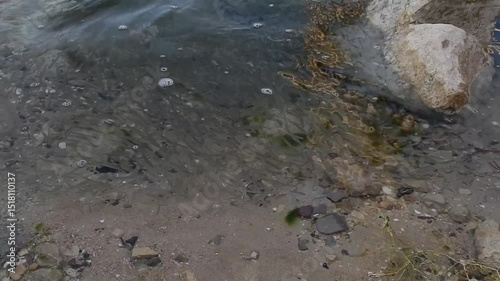 A school of small fish. Spillway channel into the sea.