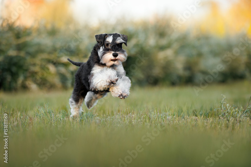 miniature schnauzer dog running on a meadow in summer
