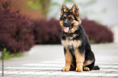 cute german shepherd puppy sitting on a crosswalk in the park