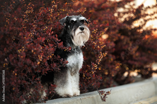miniature schnauzer dog posing by dark red bush