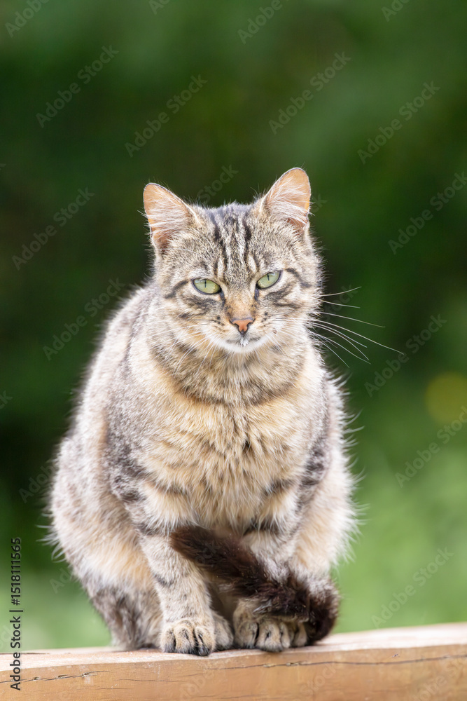 Tabby cat sitting on wooden fence in Lutowiska, Poland Tabby cat sitting on wooden fence in Lutowiska, Poland