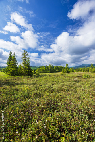 Fototapeta Naklejka Na Ścianę i Meble -  Scenic summer landscape of blooming wet meadow in Bieszczady Mountains, Poland