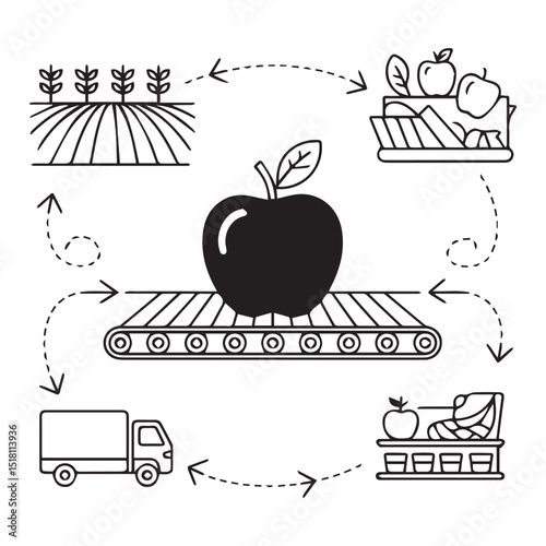 Apple Harvesting Conveyor
