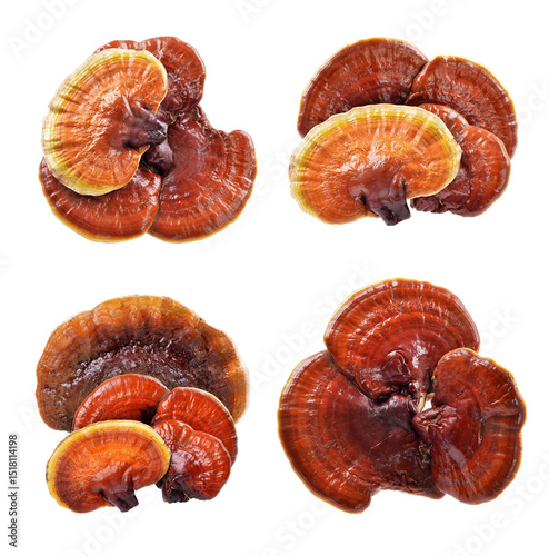 Ganoderma Lucidum -Lingzhi Mushroom,Isolated on white background.