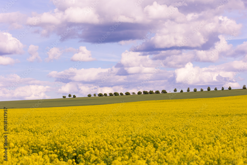 Obraz premium Blooming rapeseed field under cloudy sky with trees on the horizon. Wide-angle countryside landscape photography. Rapeseed farming and springtime season concept. Design for wallpaper, poster