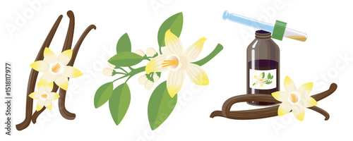 Set of fragrant vanilla in cartoon style.Vector illustration of beautiful spices:vanilla pods,branches with leaves,buds,flowers,vanilla extract isolated on white background.Spices for desserts,drinks.