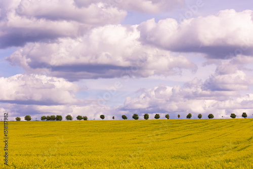 Blooming rapeseed field under cloudy sky with trees on the horizon. Wide-angle countryside landscape photography. Rapeseed farming and springtime season concept. Design for wallpaper, poster
