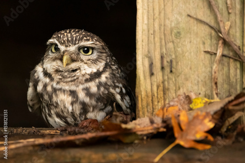 Little owl emerging from a gap in fence in woodland
