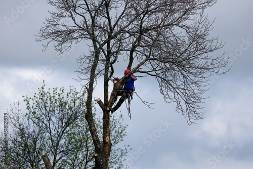 Un homme coupe des branches d'arbre. Un arboriste au travail. Émondeur.