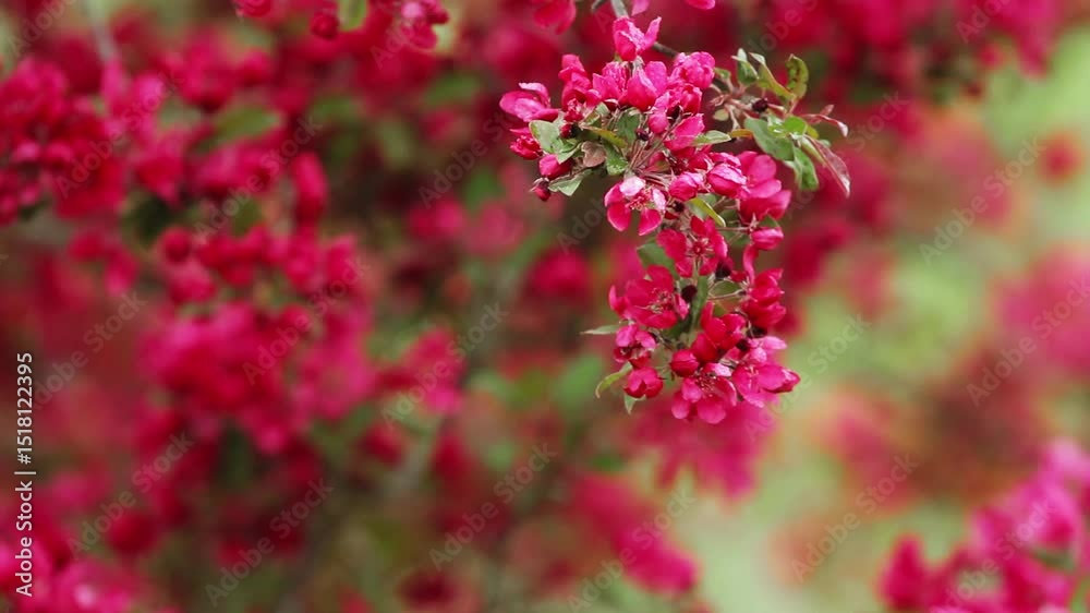 Crab apple tree blossoms on a breezy day Crab apple tree blossoms on a breezy day